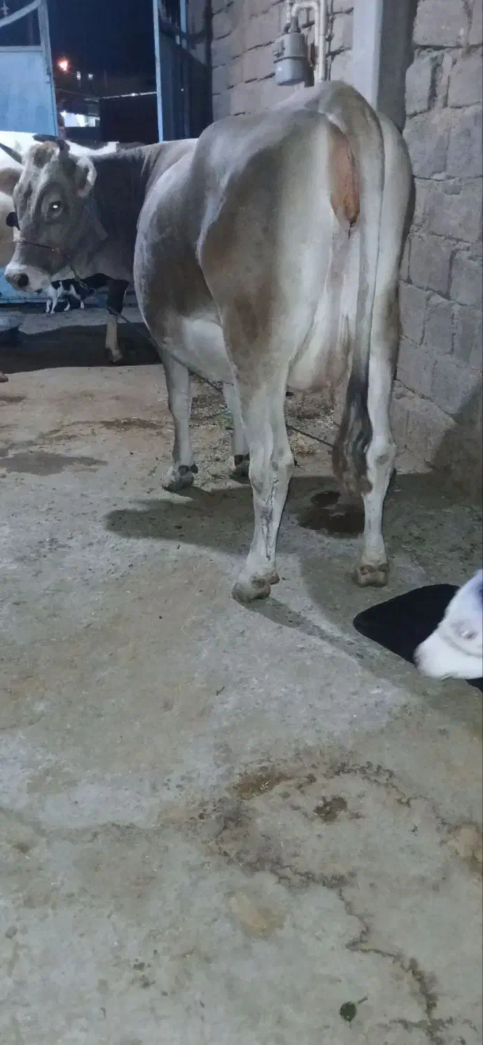 گاوگوساله|حیوانات مزرعه|گتوند, |دیوار