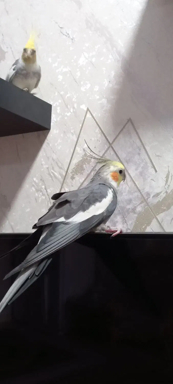 عروس هلندی گم شده|حیوانات|اهواز, کوی ملی راه|دیوار