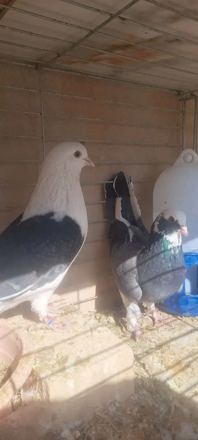 کفتر پرشی|پرنده|یزد, |دیوار