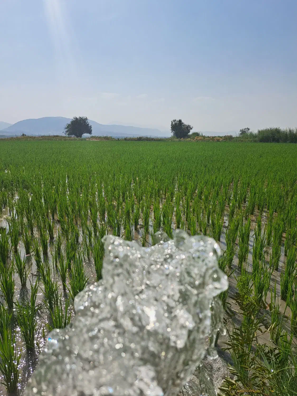 شلتوک کامفیروزی درجه یک مستقیم از کشاورز|خوردنی و آشامیدنی|شیراز, باغشهر قصر سبز|دیوار