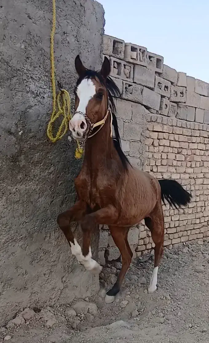 کره ماده|اسب و تجهیزات اسبسواری|خمینیشهر, |دیوار