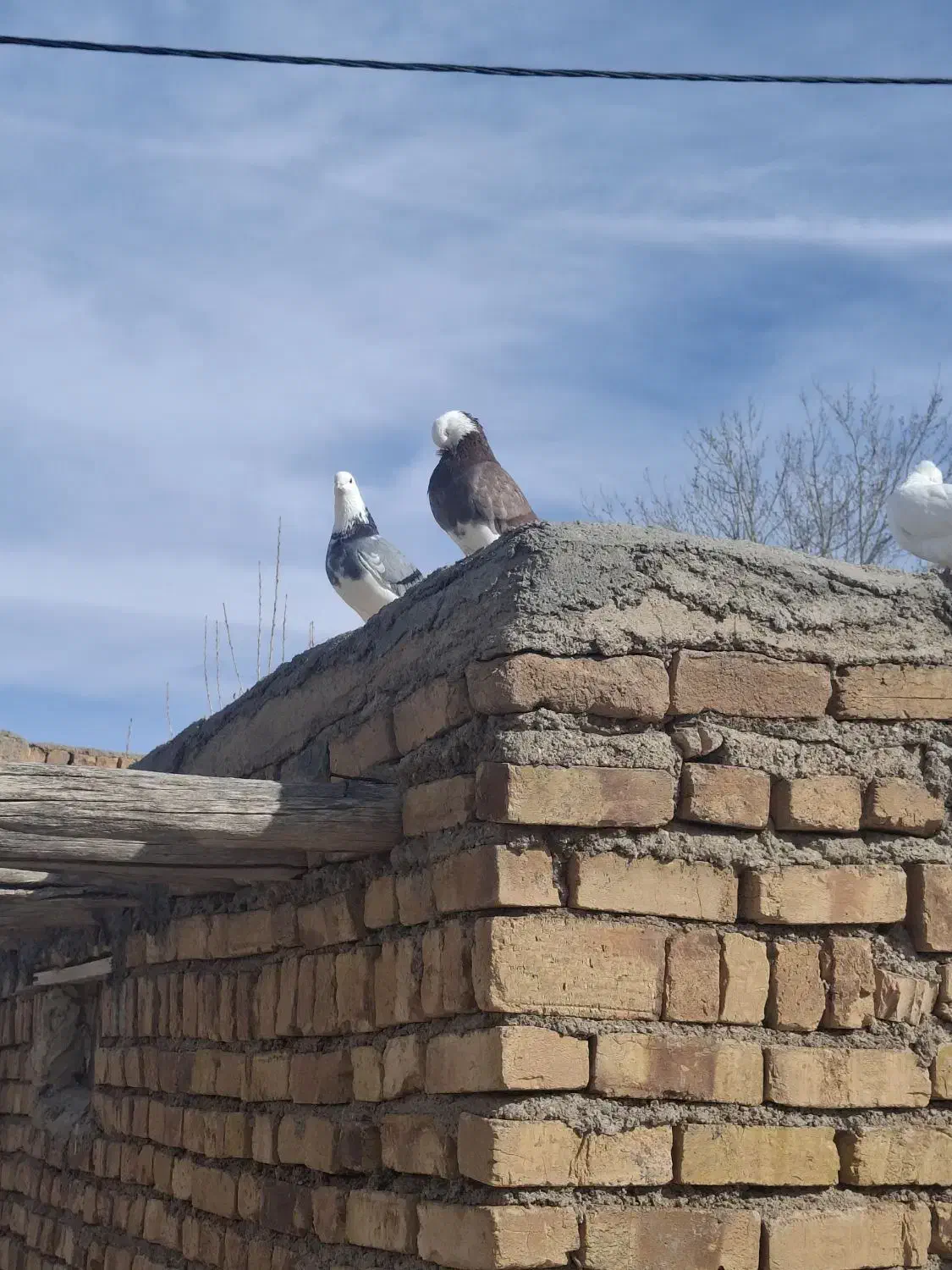 ۲عدد شازنده|پرنده|آبگرم, |دیوار