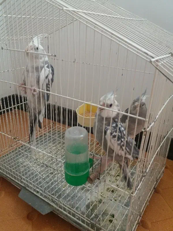 فروش عروس هلندی|پرنده|بجنورد, |دیوار