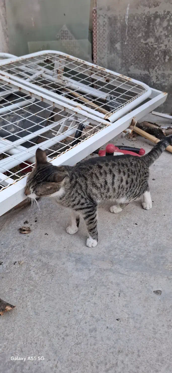 واگذاری گربه|گربه|اردبیل, |دیوار