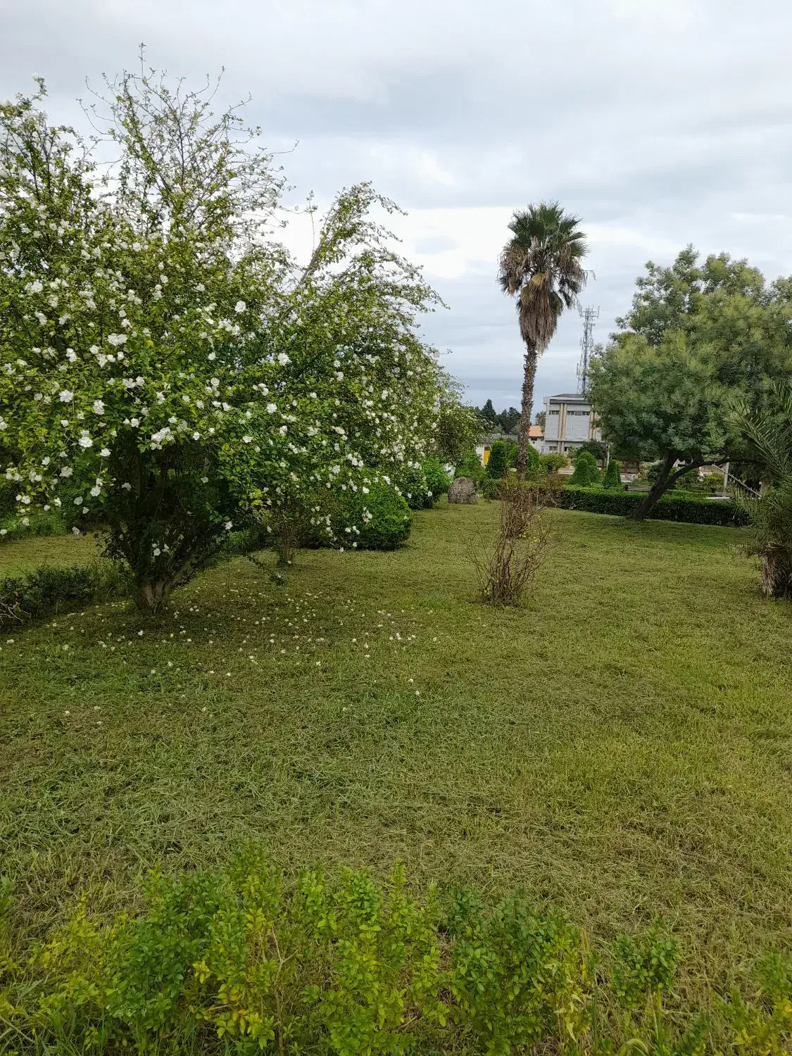 علف تراشی باغ و باغچه|خدمات باغبانی و درختکاری|رامسر, |دیوار