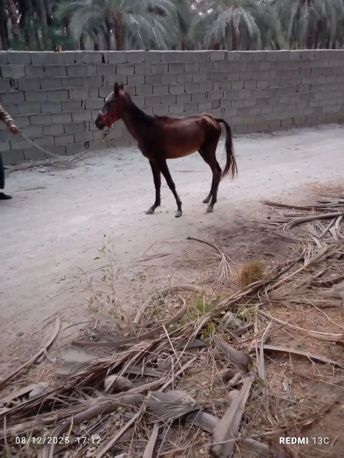 کره اسب نریان|اسب و تجهیزات اسبسواری|برازجان, |دیوار