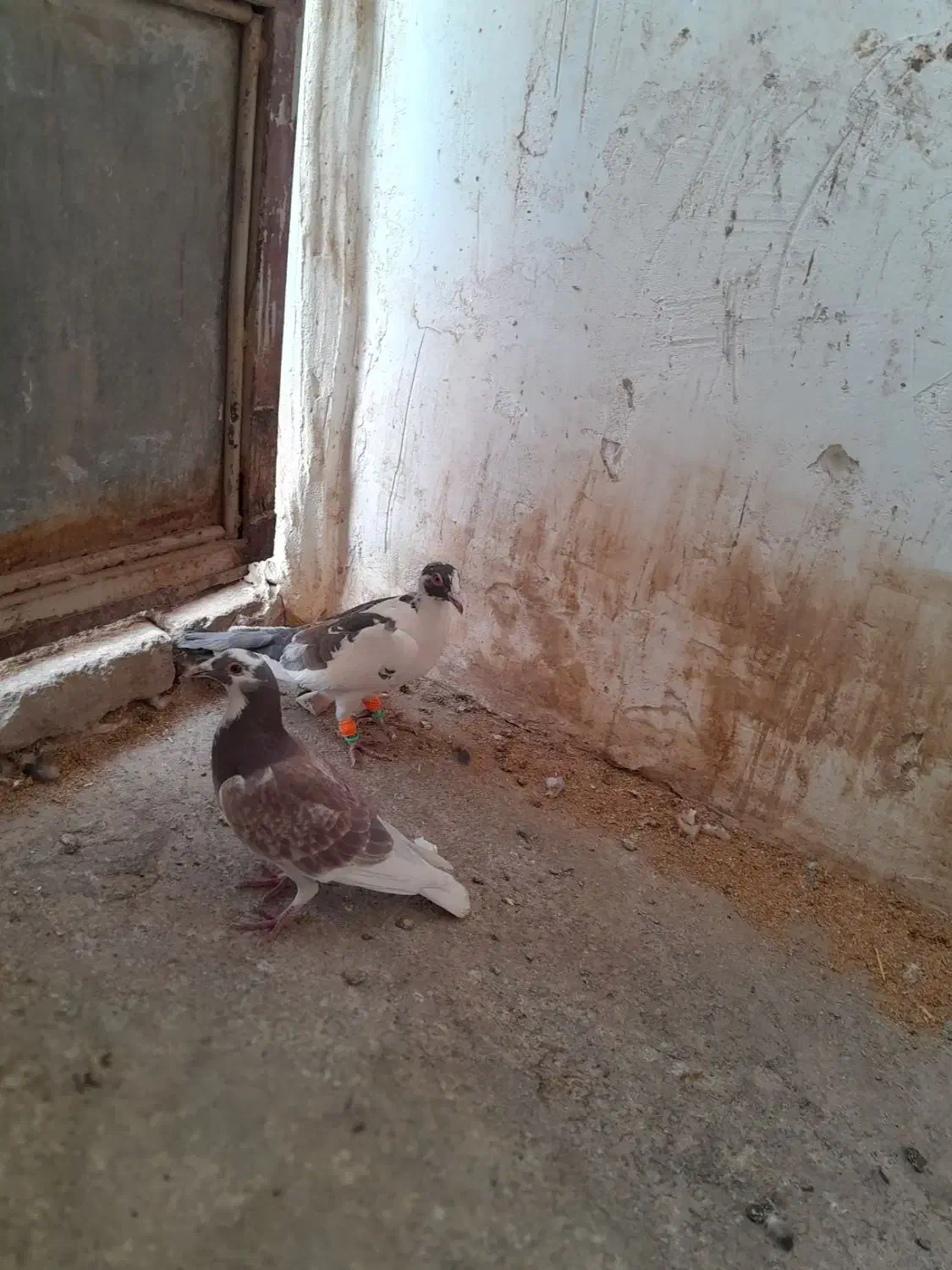 کبوتر المان|پرنده|زبرخان, |دیوار