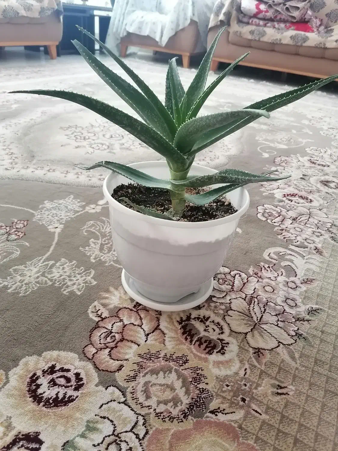 گل شاخ بزی همراه گلدان|گل و گیاه طبیعی|بیرجند, |دیوار