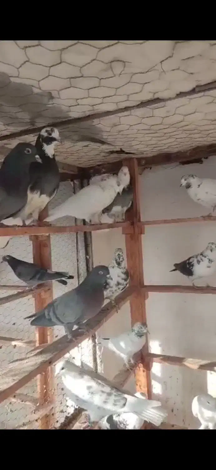 کبوتر|پرنده|کوهدشت, |دیوار