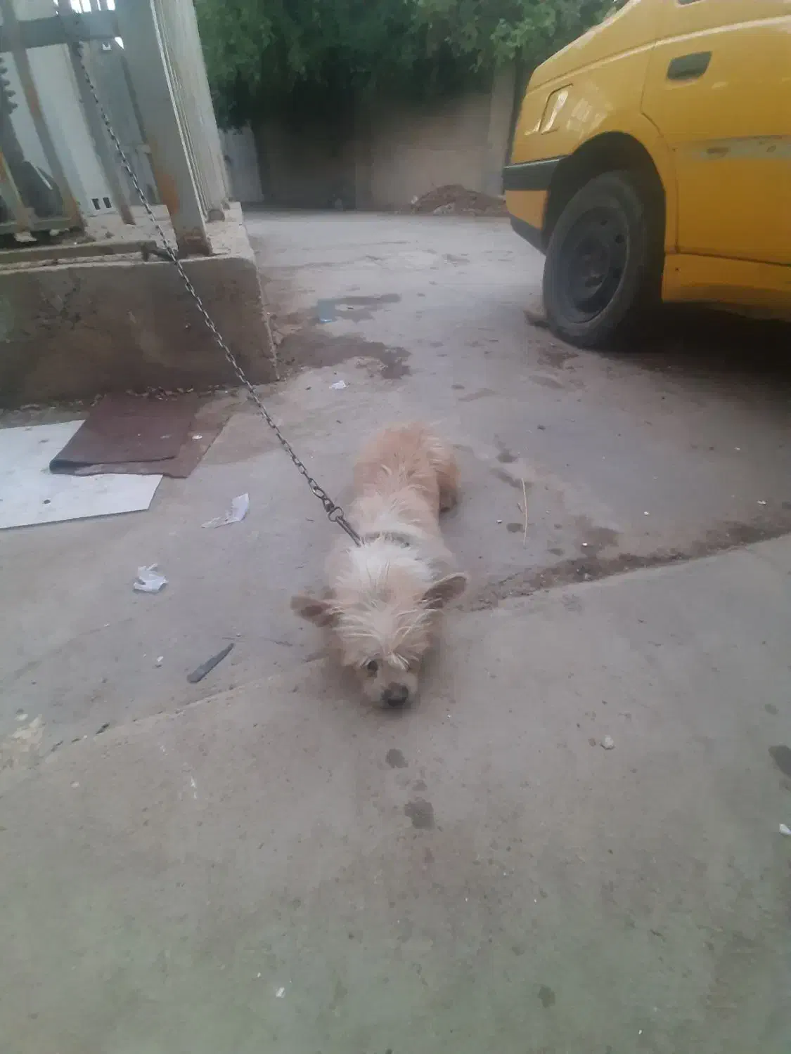 فروش یه عدد سگ خونگی فهمیده|سگ|اهواز, فاز ۲ پادادشهر|دیوار