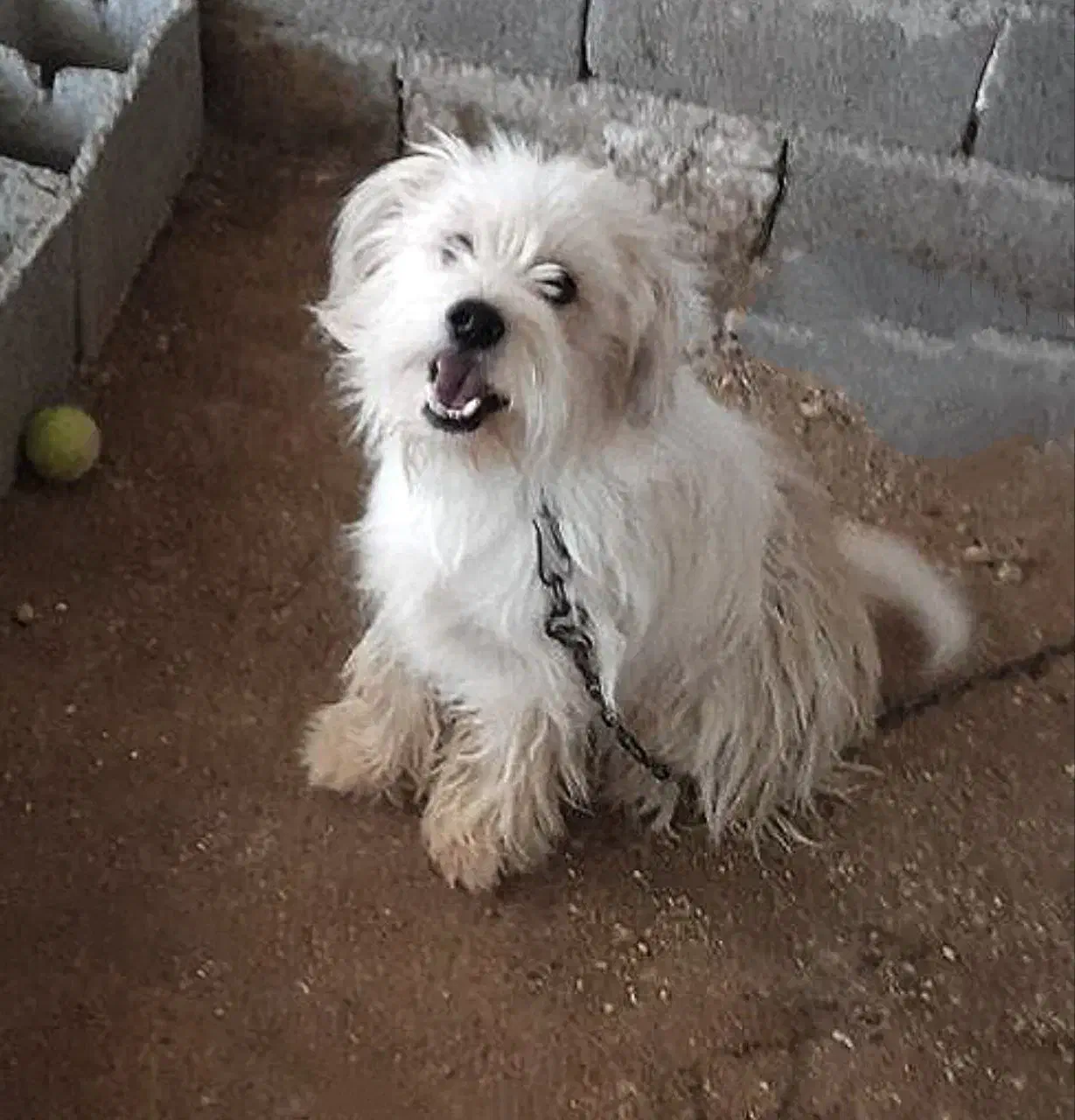 سگ شیتزو معاوضه با عروس هلندی|سگ|خرمآباد, |دیوار