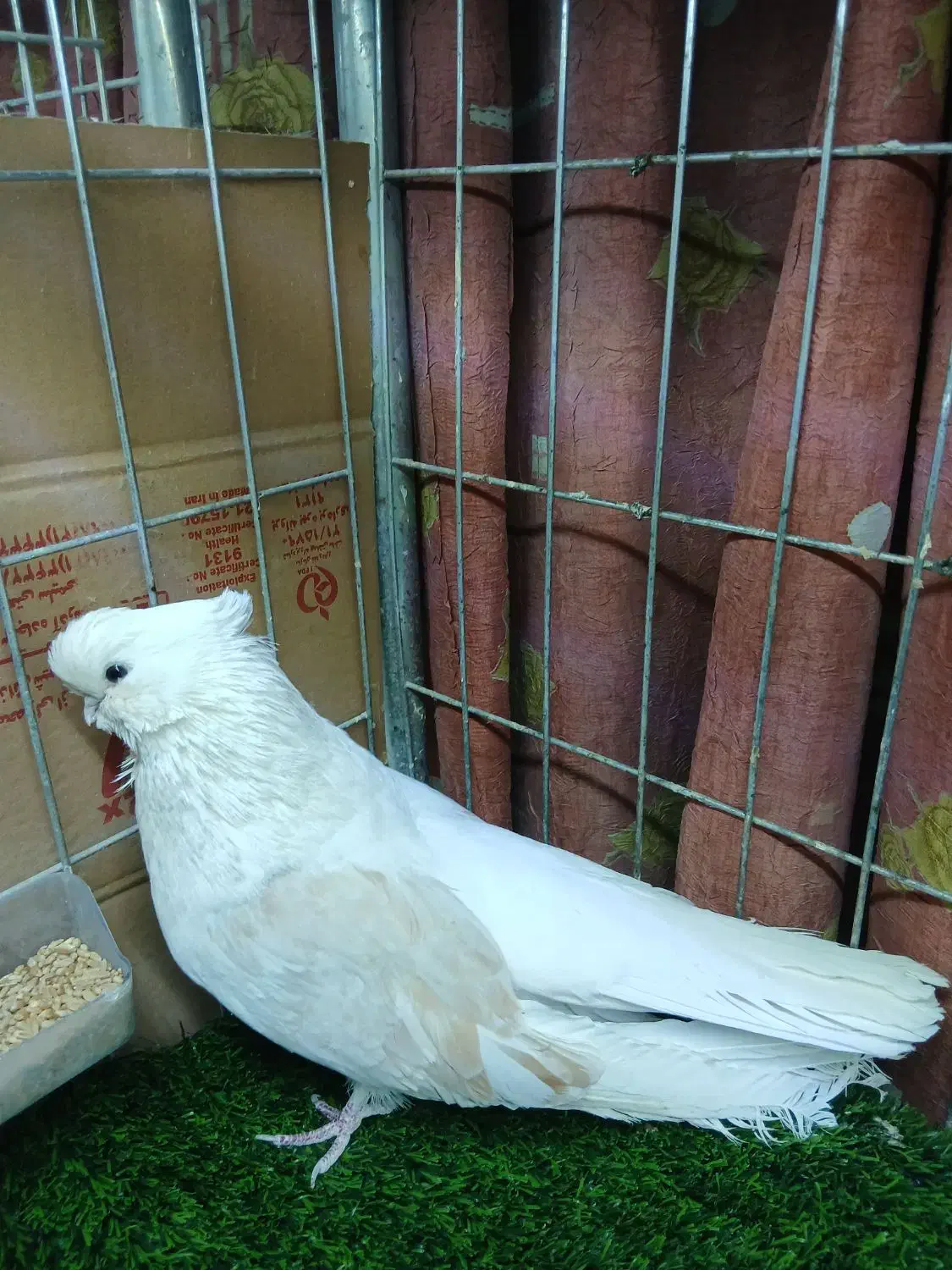 کبوترنوک ریز|پرنده|بوئین زهرا, |دیوار