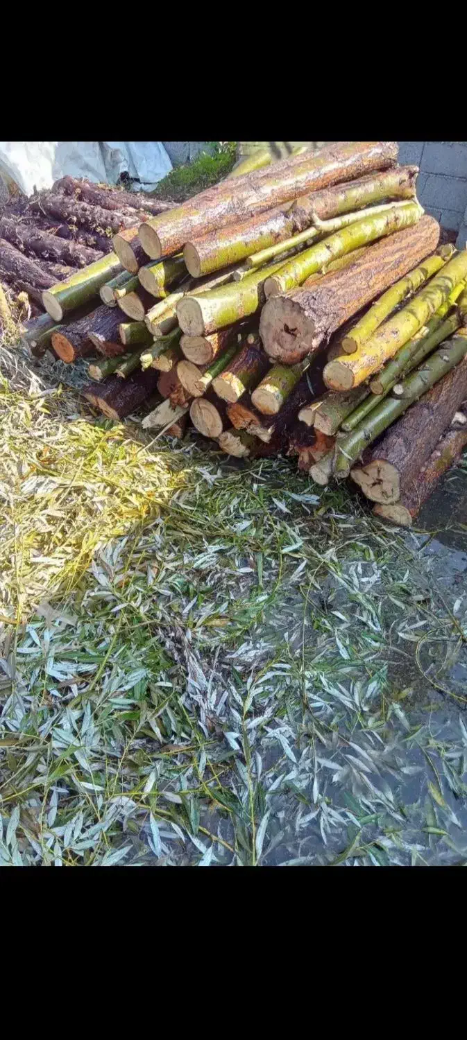 خریدو بریدن  همه نوع چوب باغات ویلا حیاط|خدمات باغبانی و درختکاری|مرند, |دیوار