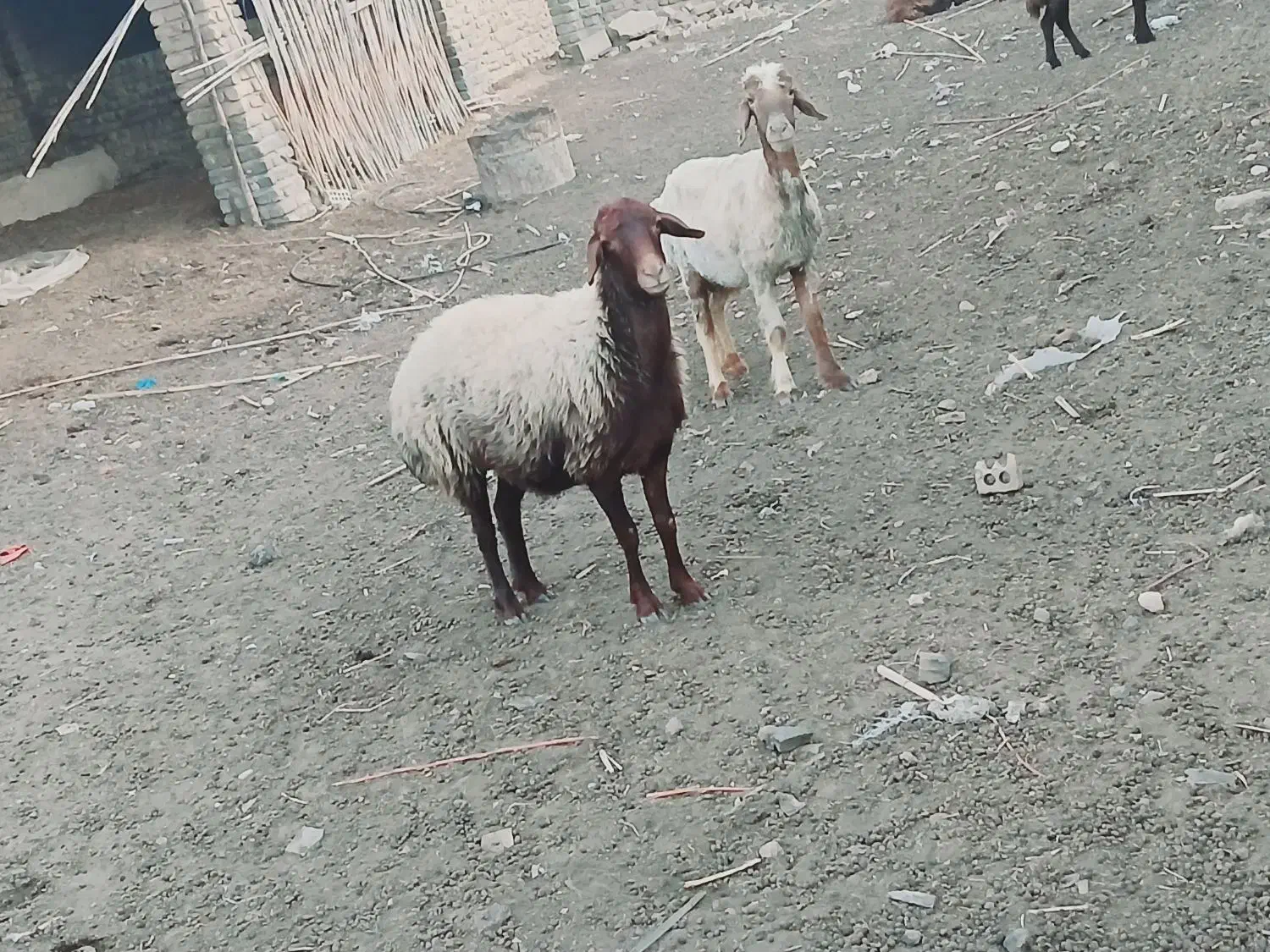 دوتا گوسفند ماده|حیوانات مزرعه|فراغی, |دیوار