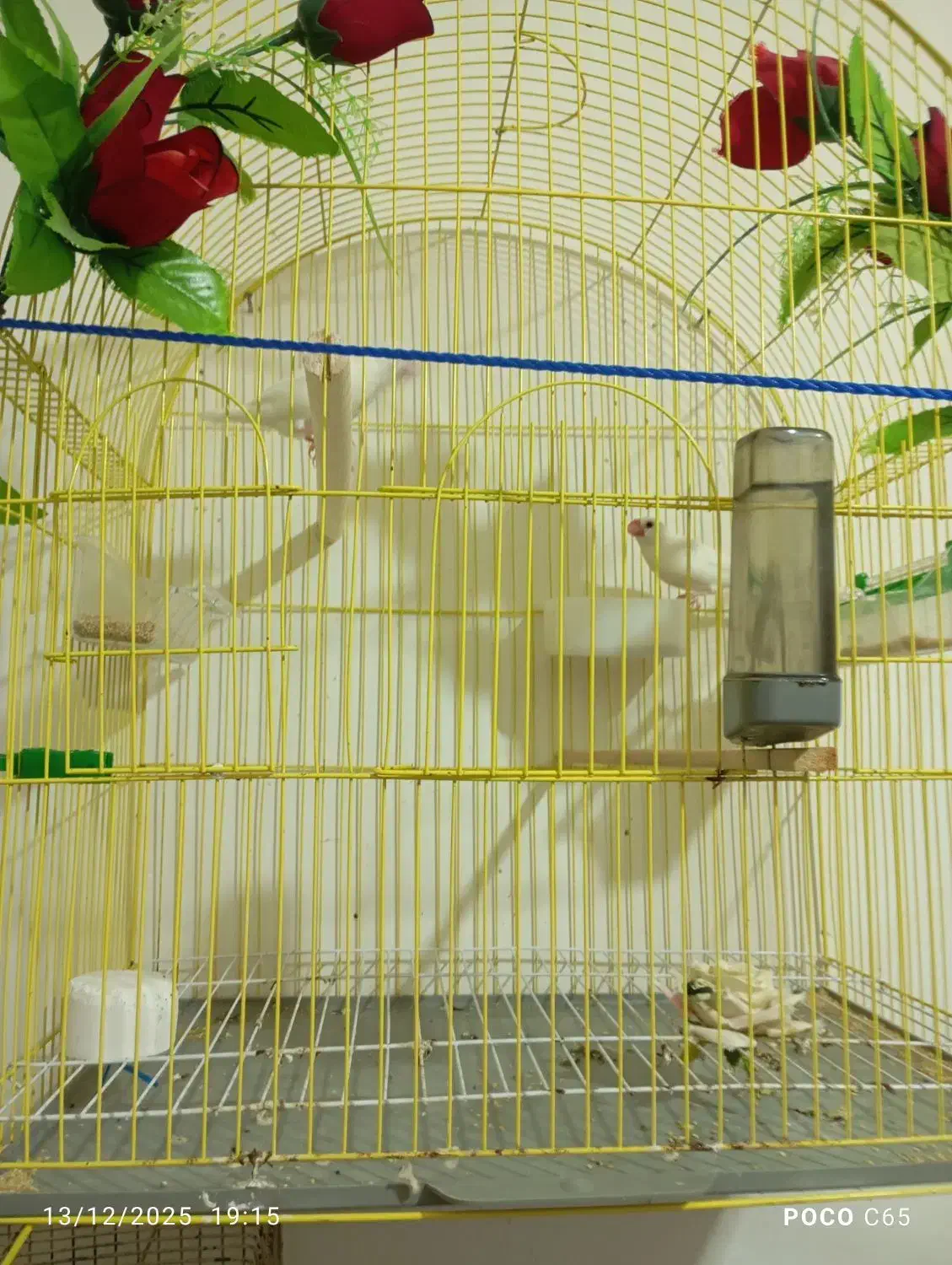 فنج نرگسی سفید|پرنده|رشت, جماران|دیوار