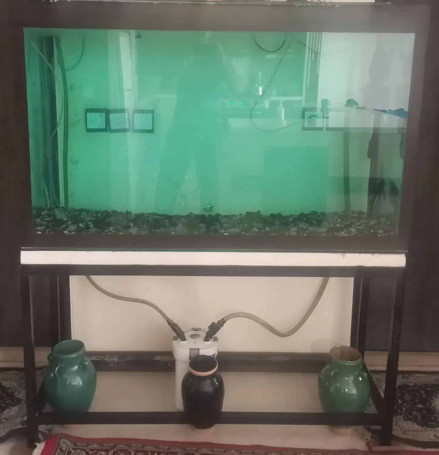 آکواریوم|ماهی|کرمان, |دیوار