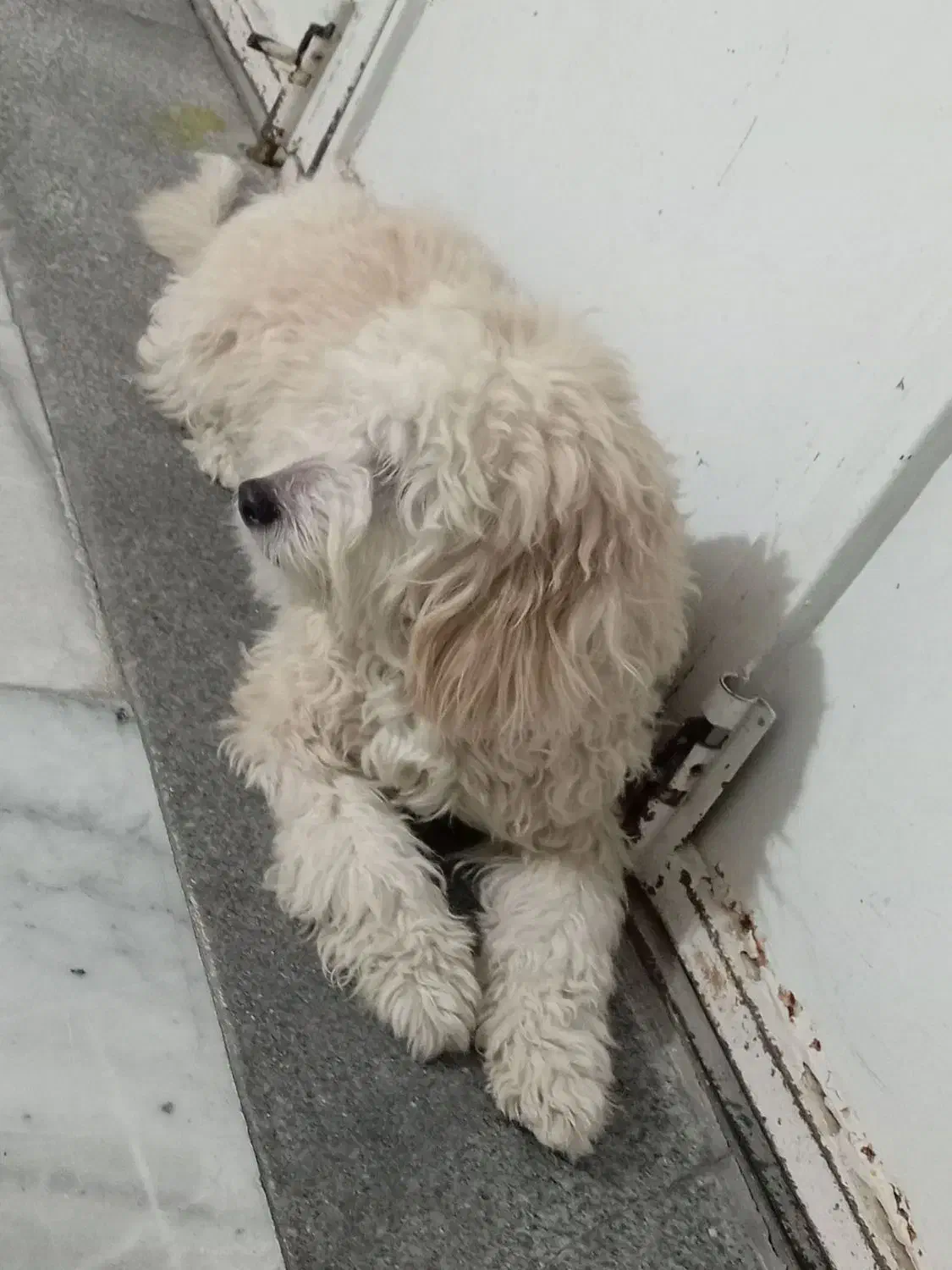 سگ ماده|سگ|قوچان, |دیوار