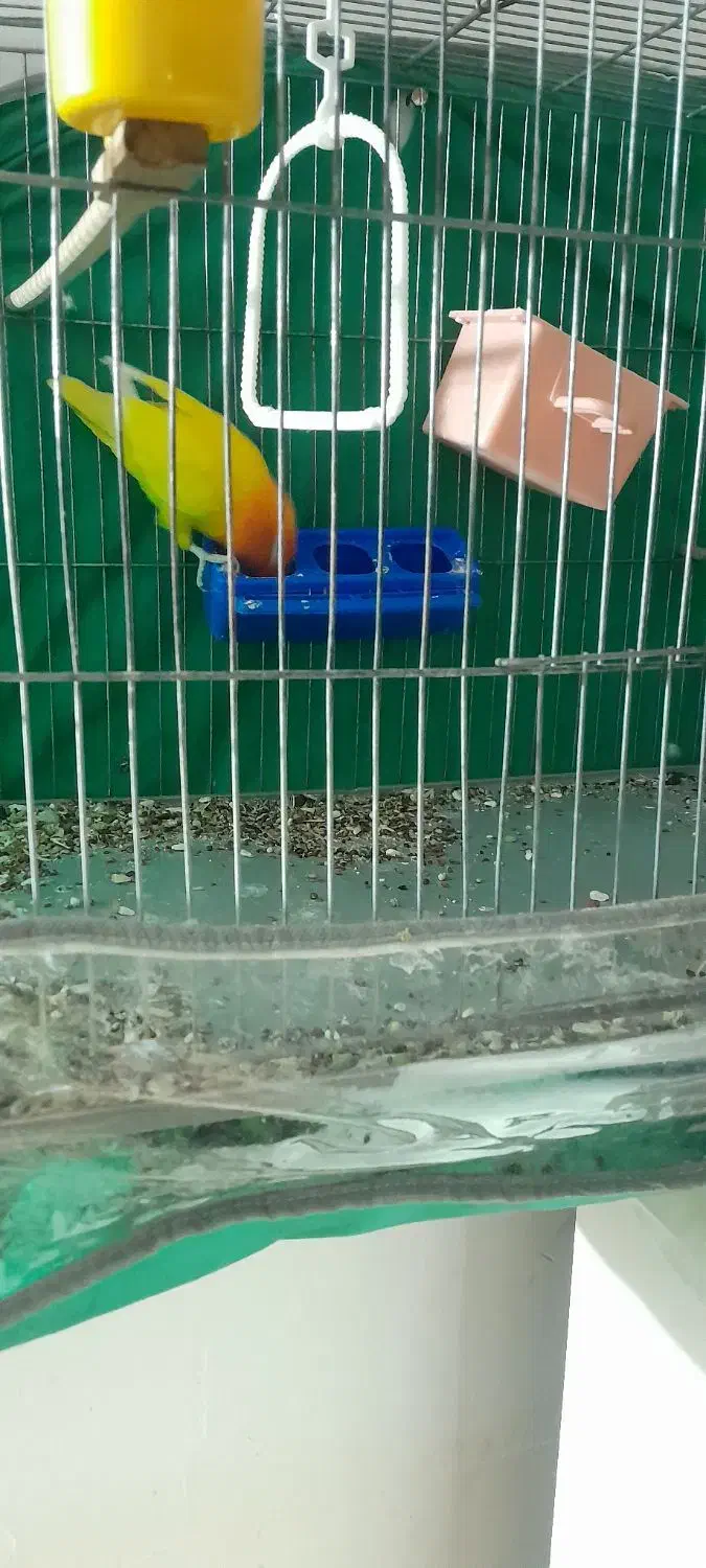 کوتوله فروشی|پرنده|بم, |دیوار