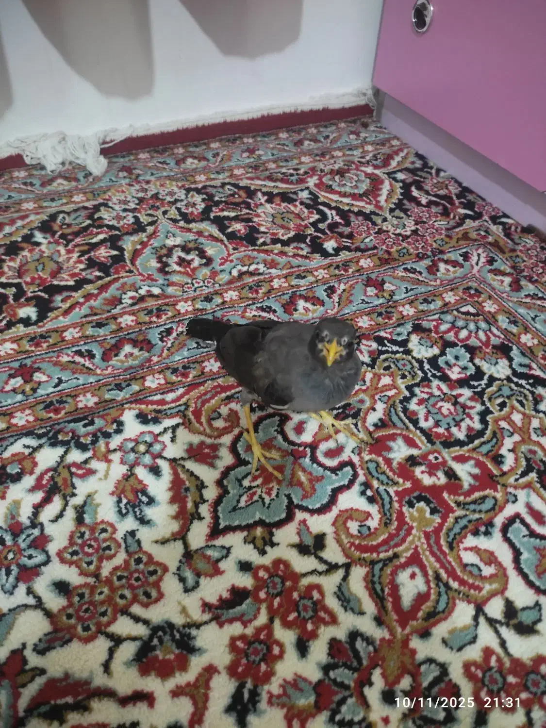 جوجه مینا|پرنده|مشهد, شهرک رازی (شهرک غرب)|دیوار