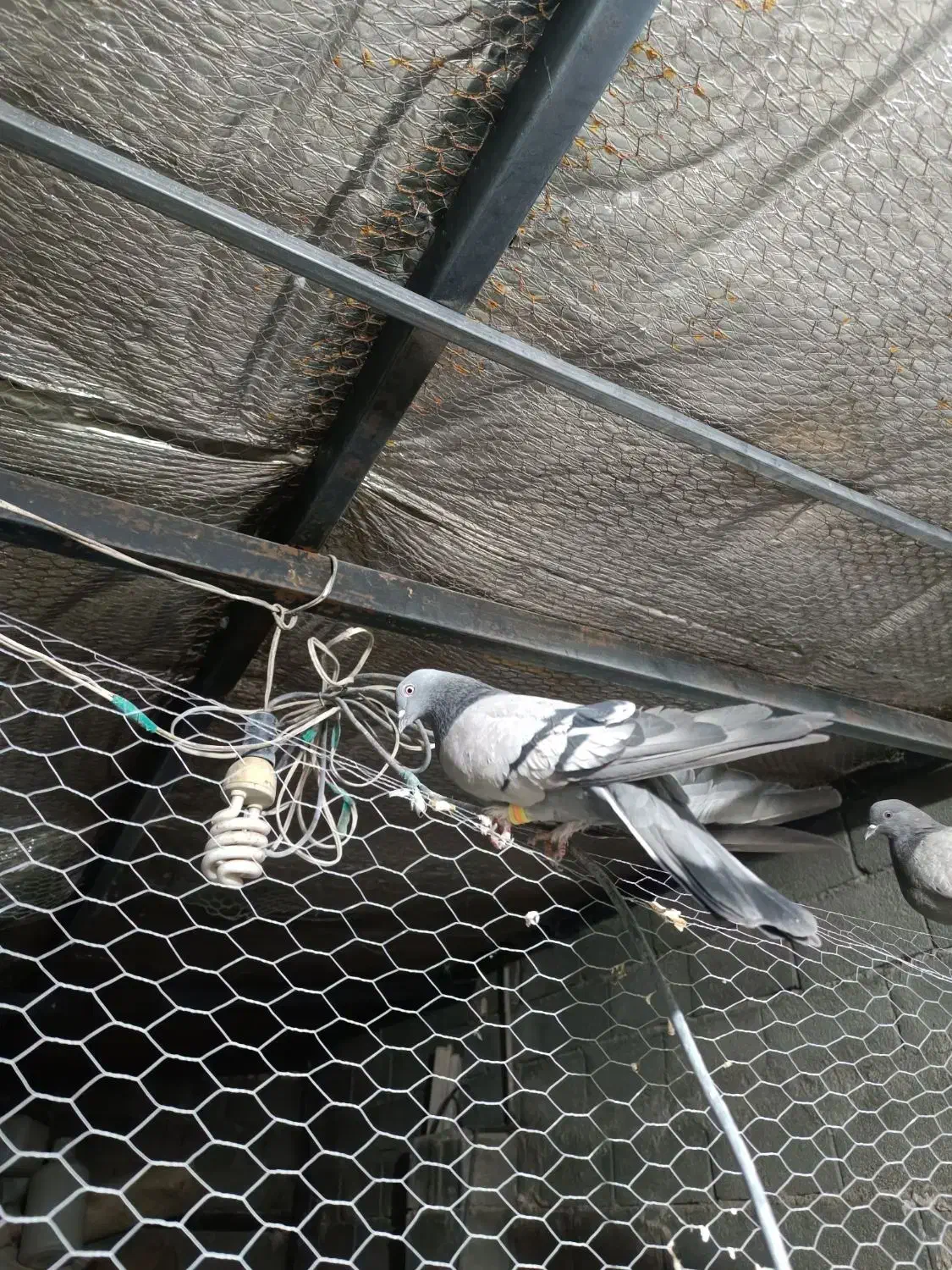 سه جفت کفتر دونسته|پرنده|لاران, |دیوار