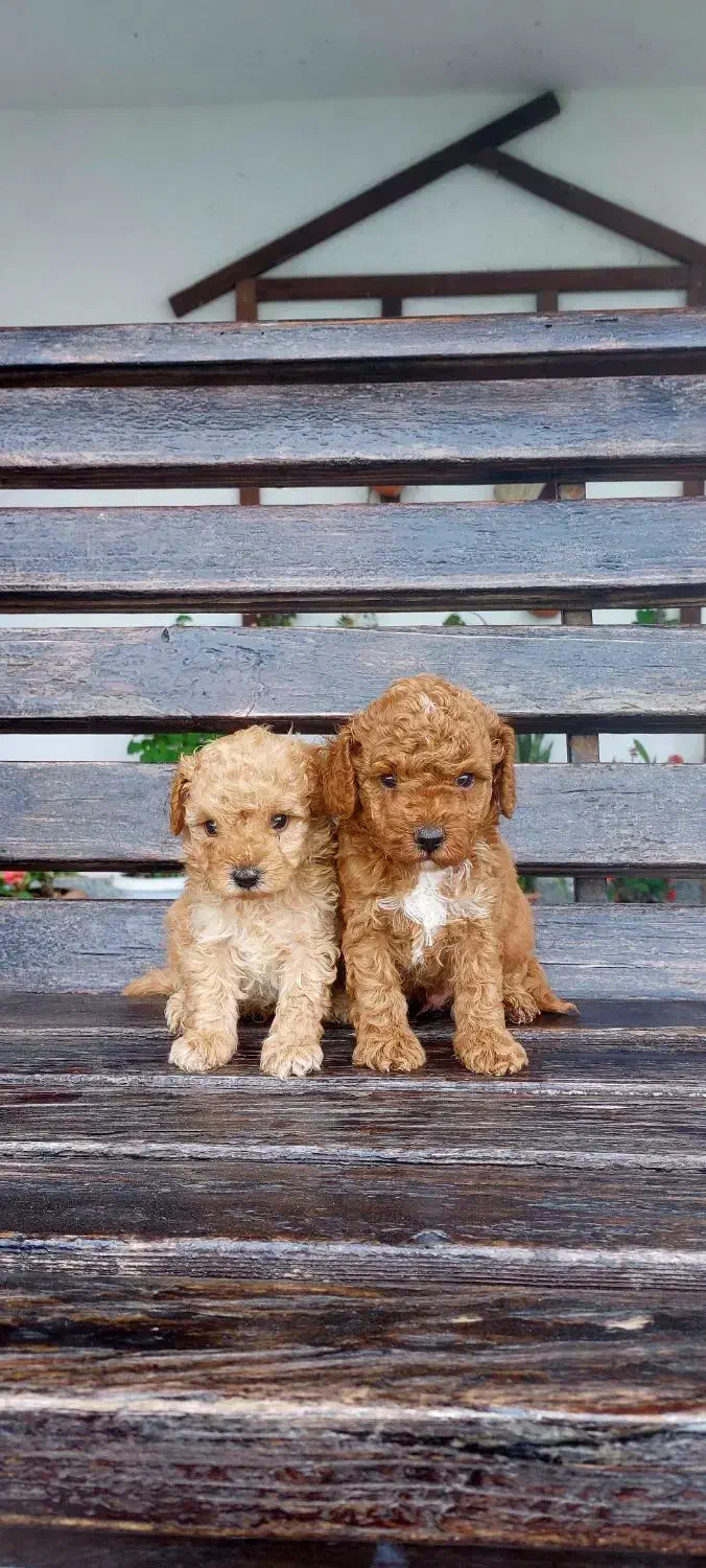 توی پودل نر|سگ|قائمشهر, |دیوار