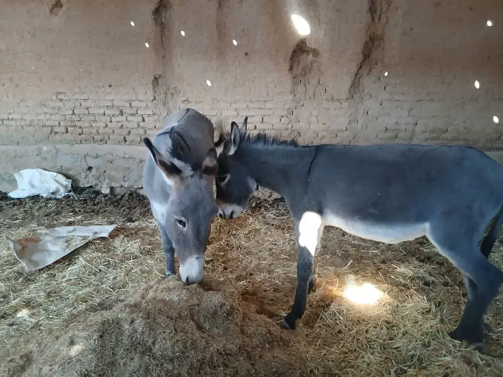 الاغ ماده مخصوص گله|حیوانات مزرعه|پاسارگاد, |دیوار