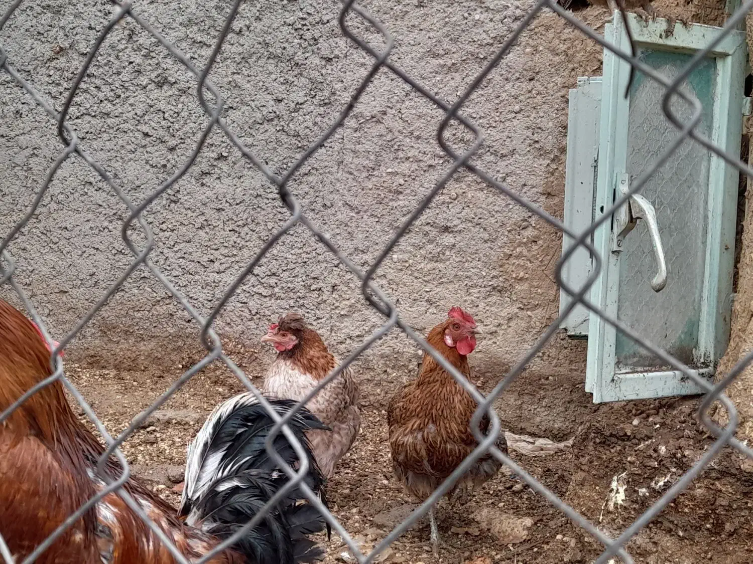 ۱۰عدد مرغ قیمت۵۰۰|حیوانات مزرعه|ششده و قره بلاغ, |دیوار