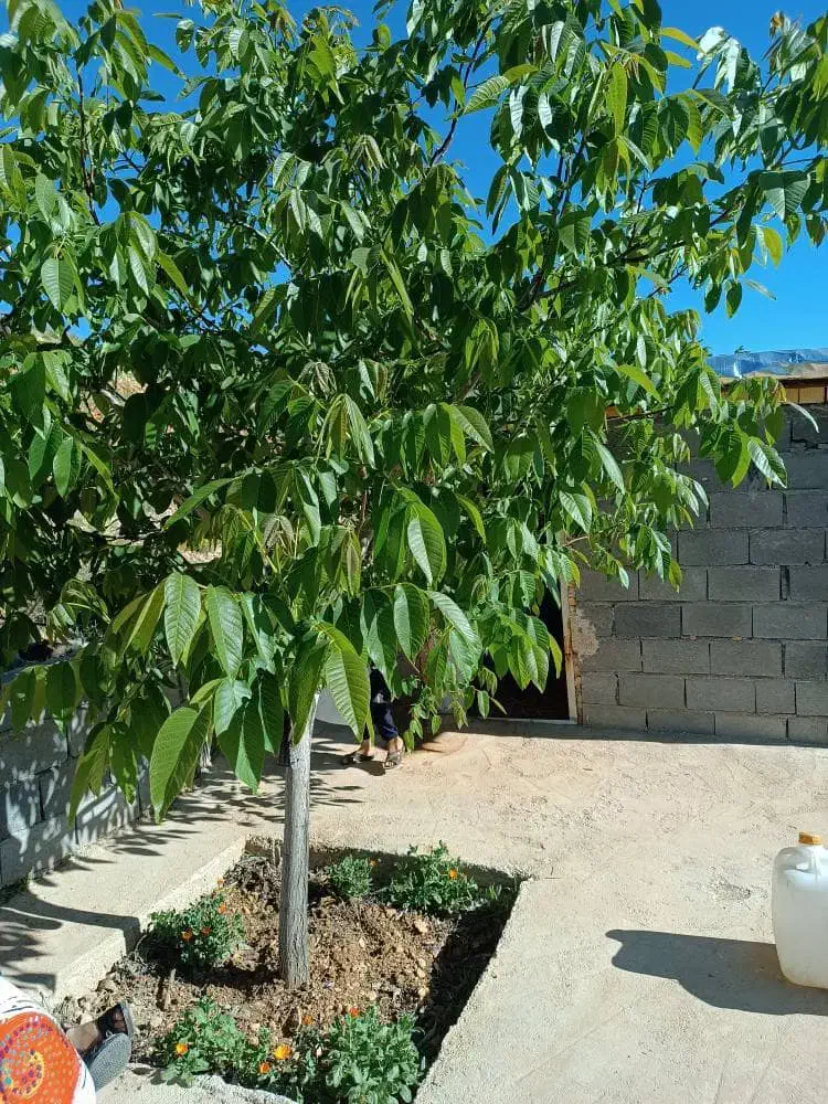 فروش باغ در سپیدان|فروش زمین و ملک کلنگی|سپیدان, |دیوار