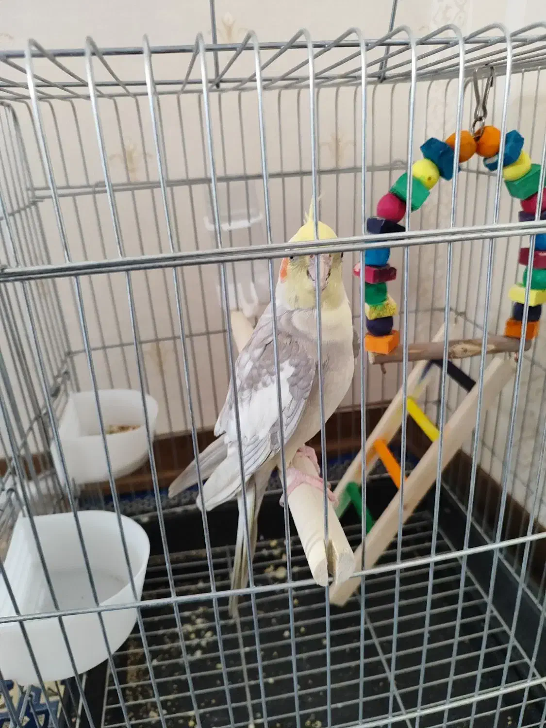 عروس هلندی|پرنده|قدس, شهرقدس|دیوار