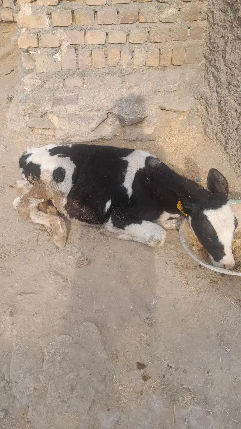 یک راس گوساله نر|حیوانات مزرعه|تاکستان, |دیوار