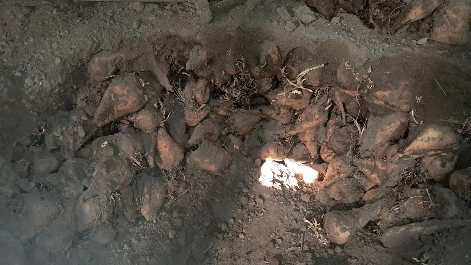 چغندر|عمده‌فروشی|بشاریات, |دیوار