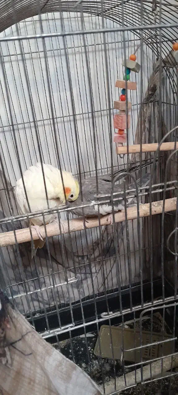 عروس هلندی|پرنده|اقبالیه, |دیوار