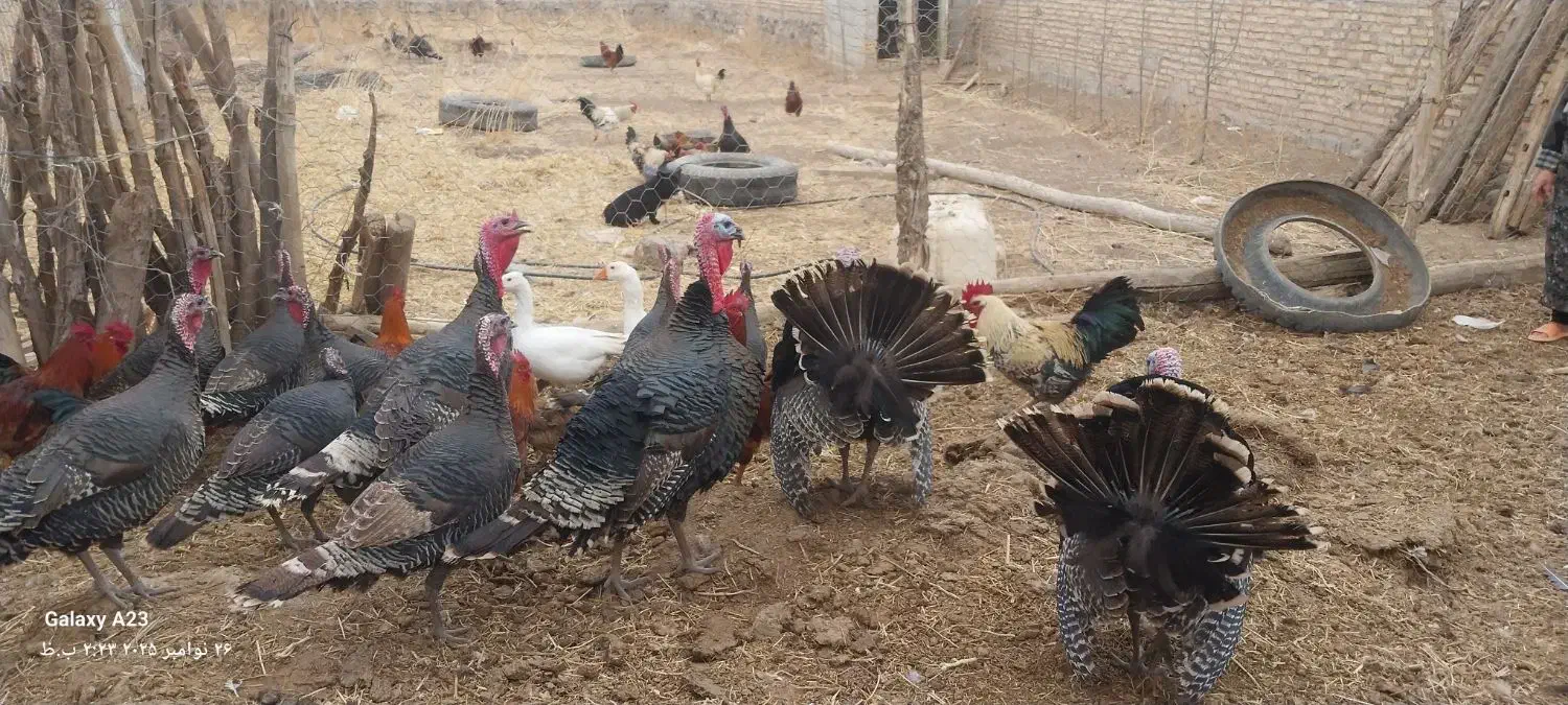 بوقلمون|حیوانات مزرعه|سراب, |دیوار