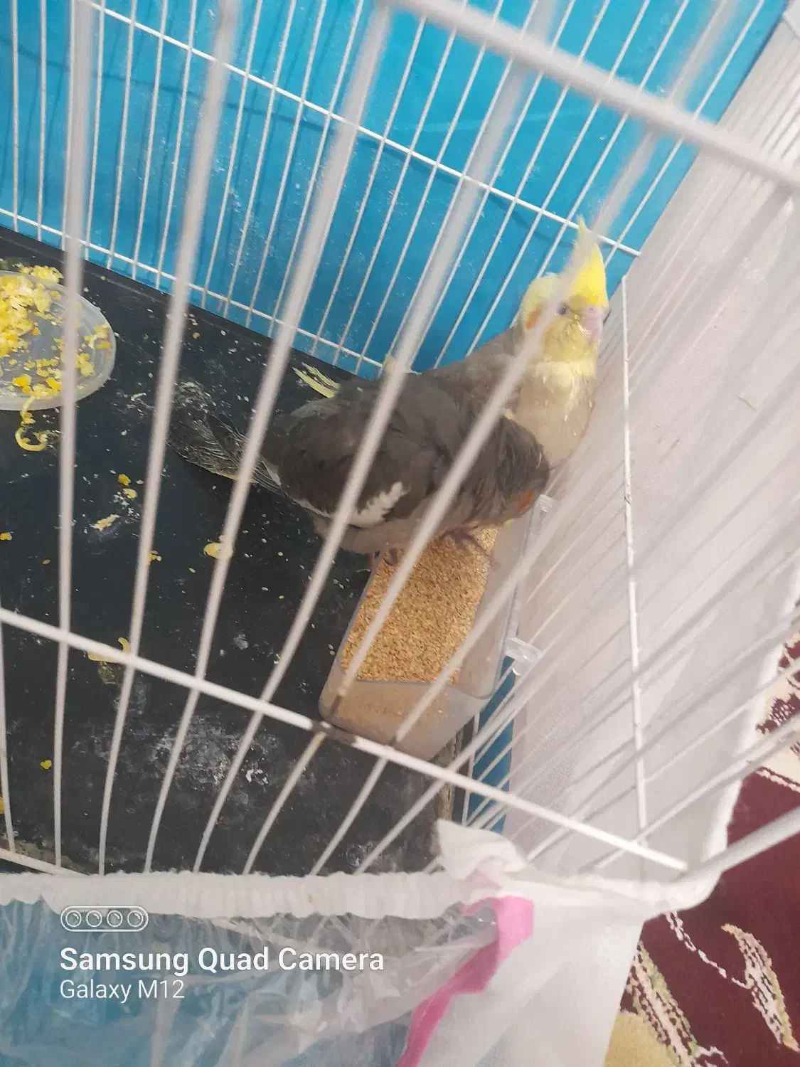 خرید و فروش عروس هلندی دستی|پرنده|تربت جام, فاز ۱ فرهنگیان|دیوار