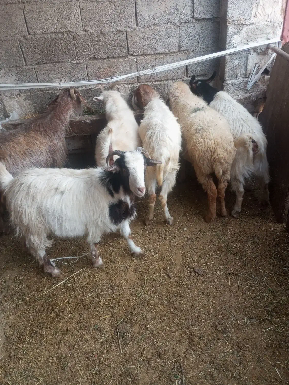 بره بز|حیوانات مزرعه|مشگین شهر, |دیوار