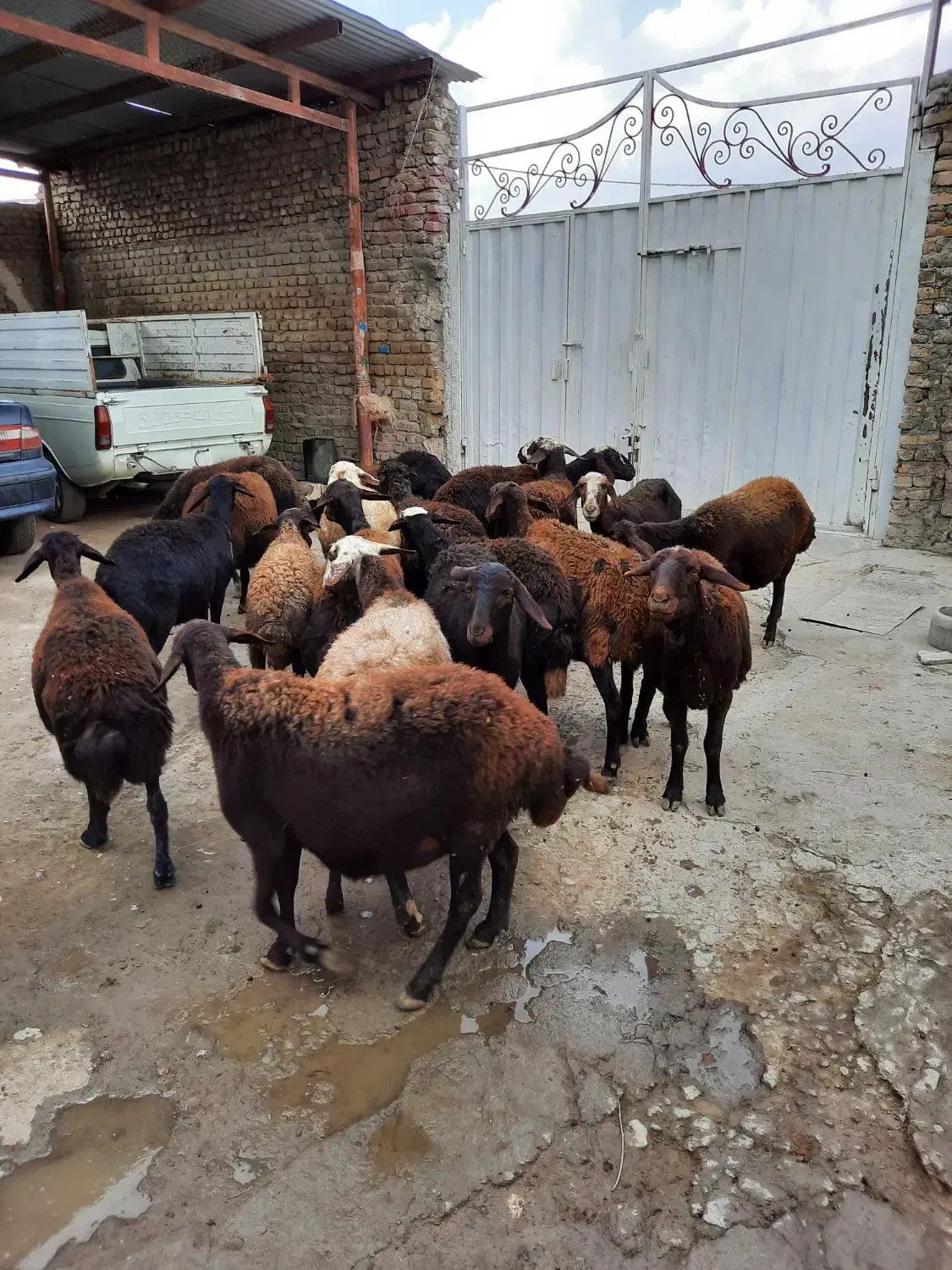 گوسفند|حیوانات مزرعه|سیلاخور, |دیوار