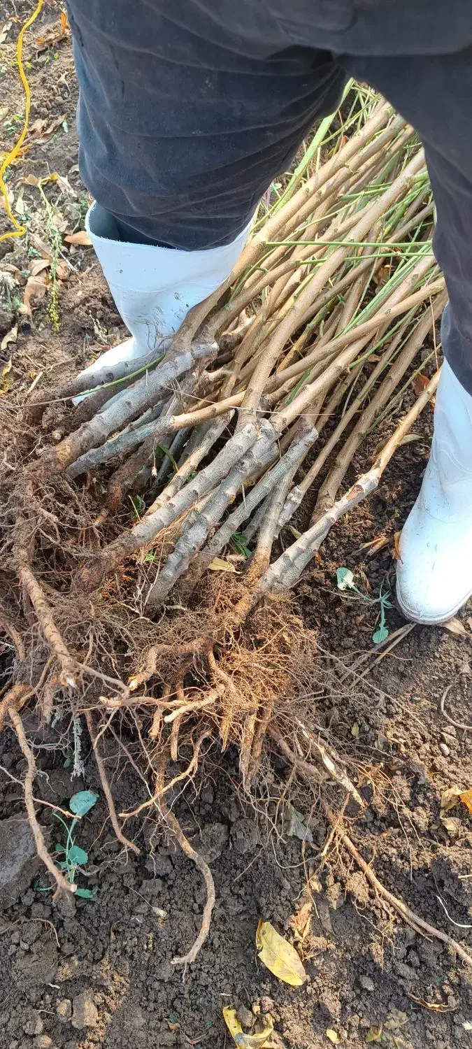 نهالستان سبز گستر مهاباد|خدمات باغبانی و درختکاری|مهاباد (آذربایجان غربی), |دیوار