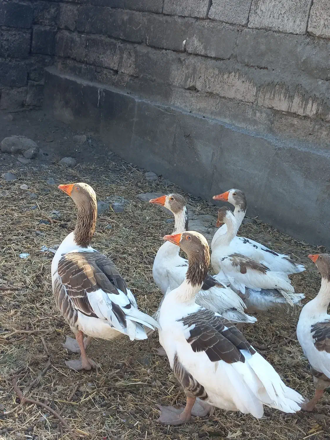 غازبا جوجه و مرغ لاری.رودان|حیوانات مزرعه|بندرعباس, |دیوار