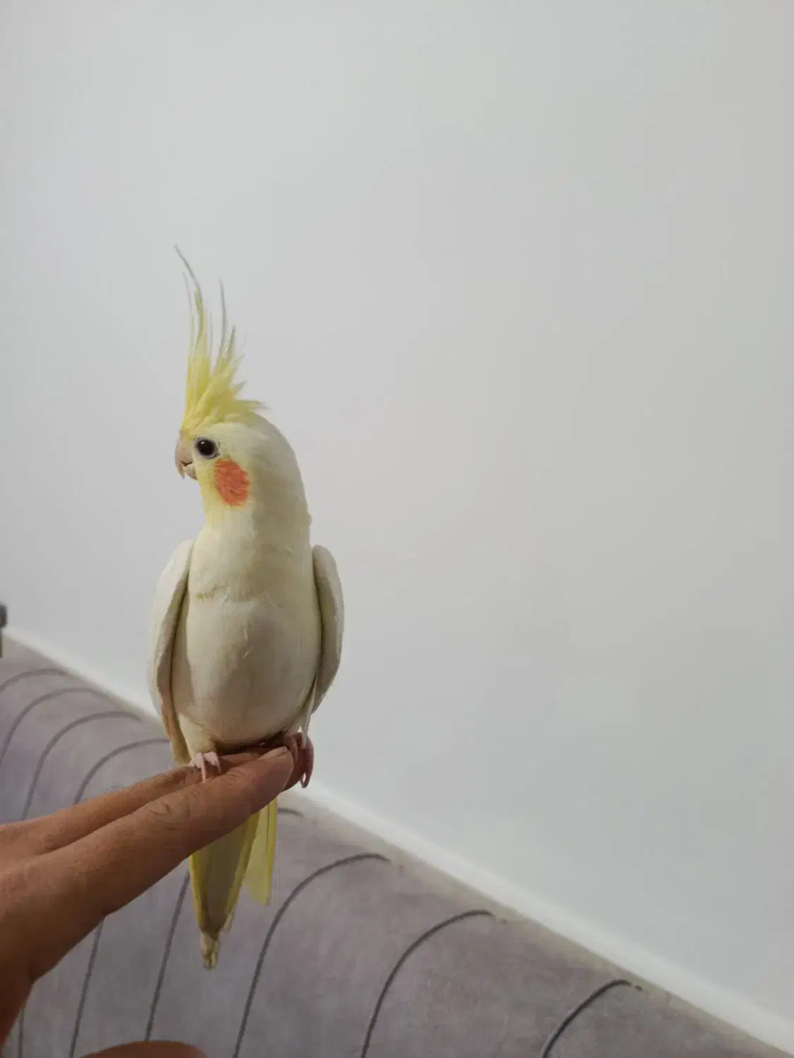 عروس هلندی نر|پرنده|مشهد, ایوان|دیوار