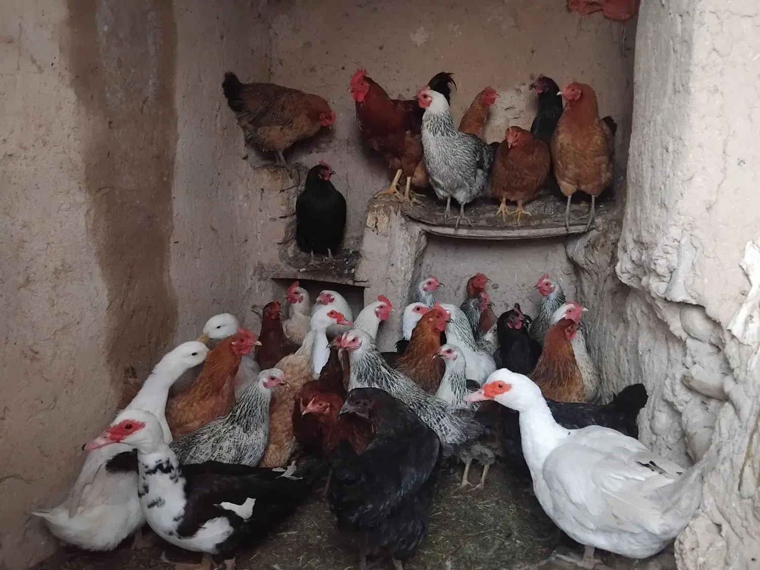 مرغ تخمگذار محلی|حیوانات مزرعه|شیروان (خراسان), |دیوار