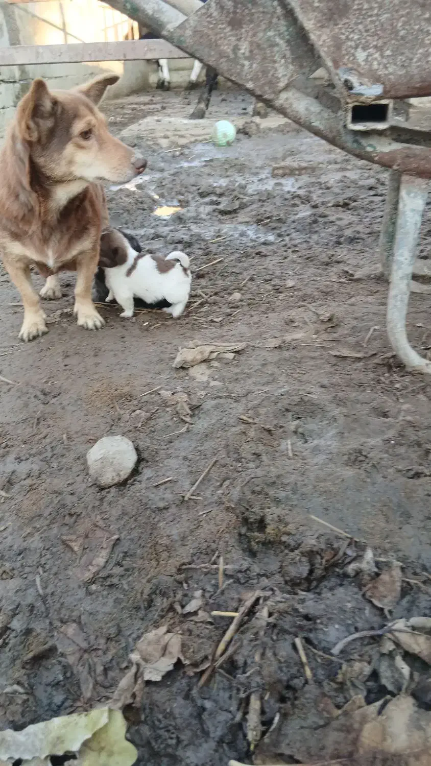 سگ پاکوتاه نگهبان|سگ|سیمین شهر, |دیوار