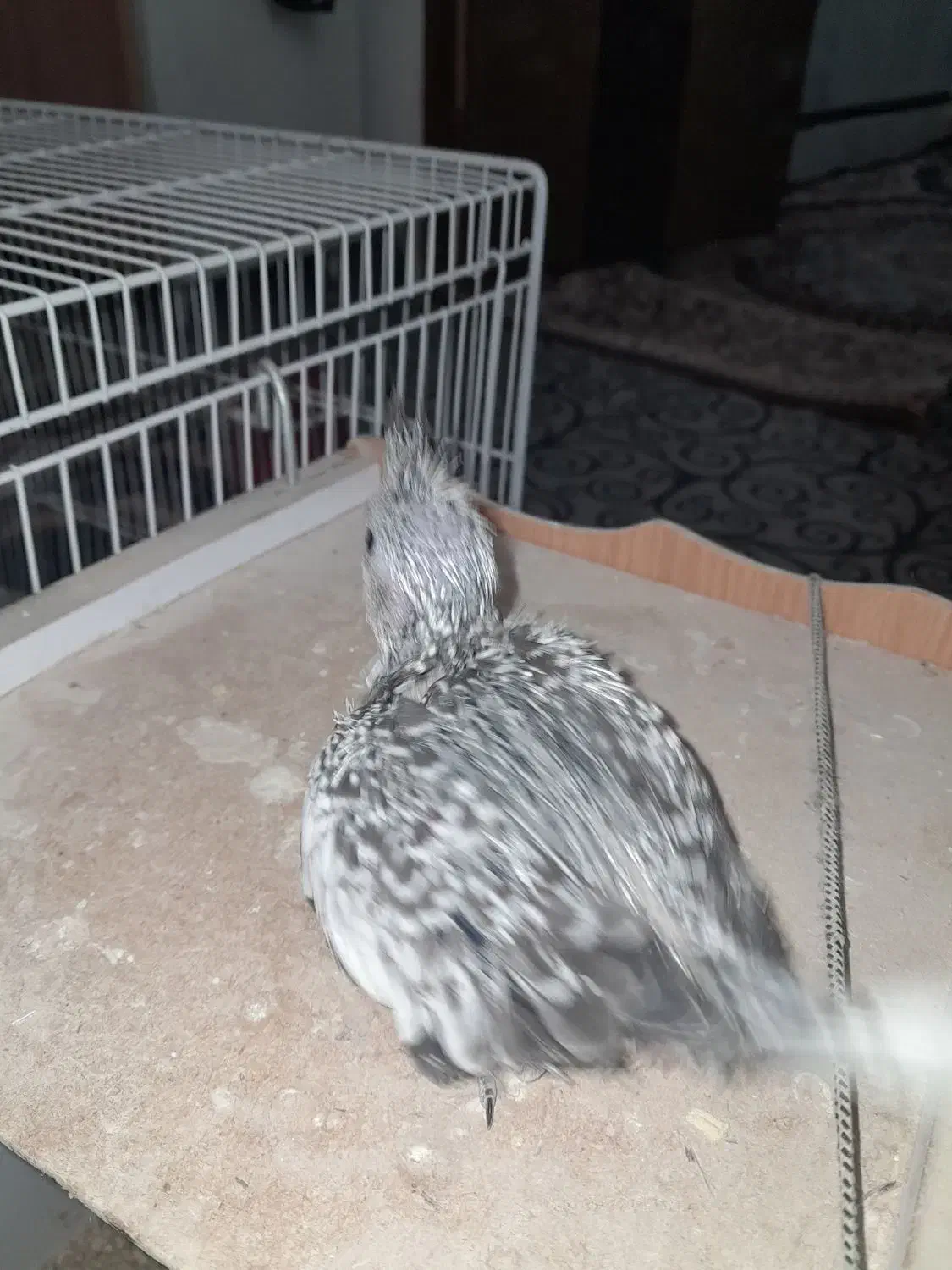 عروس هلندی|پرنده|زابل, |دیوار