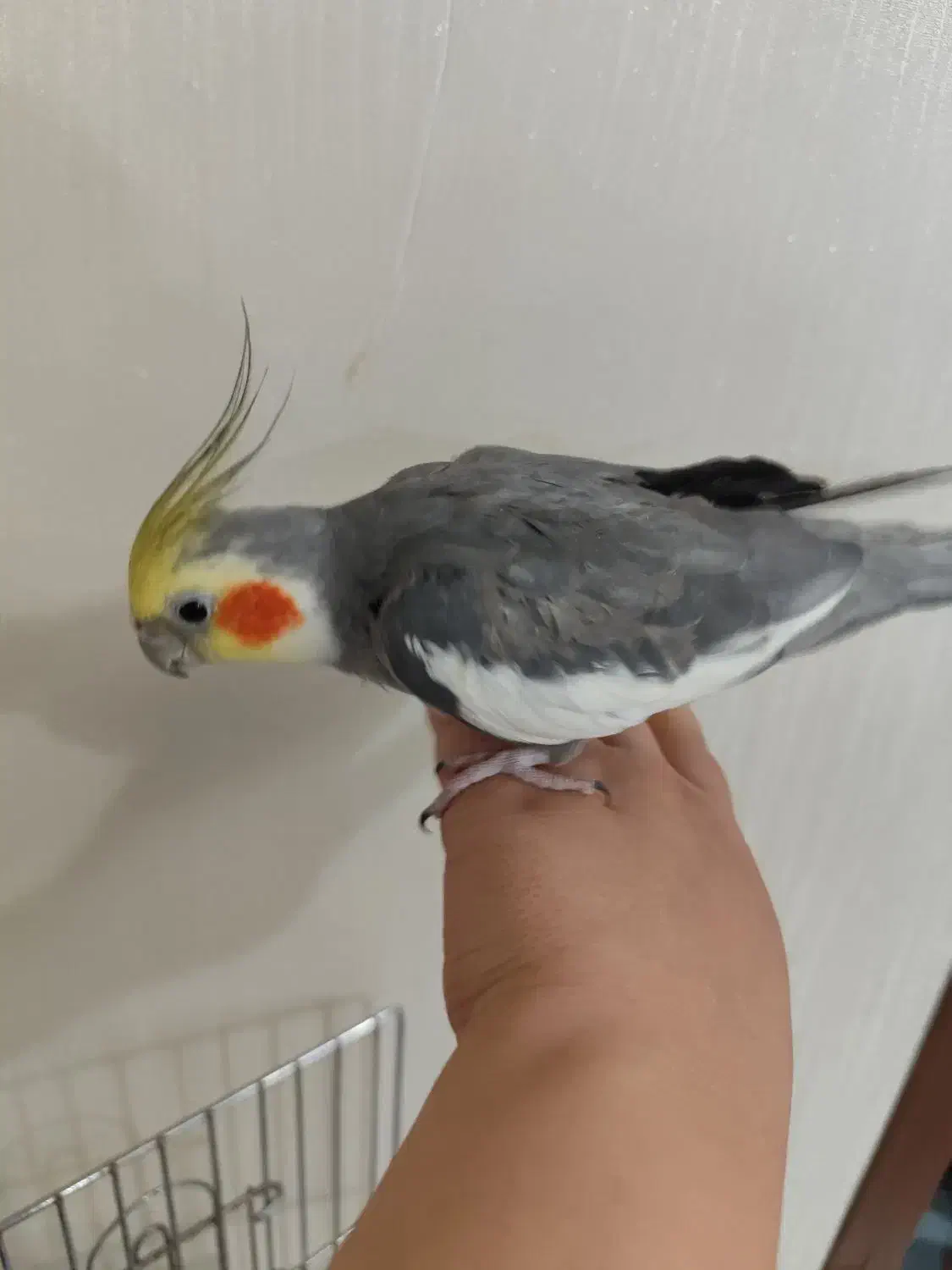 عروس هلندی|پرنده|رشت, جانبازان|دیوار