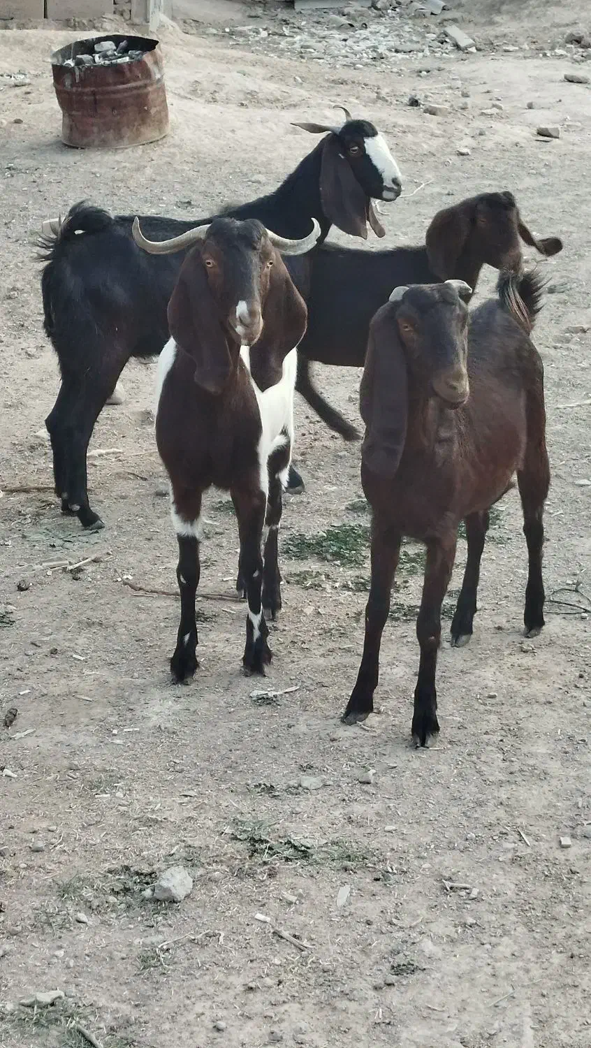 چهار عدد کولار پاکستانی یک ساله آبستن ضمانتی|حیوانات مزرعه|ملکآباد, |دیوار