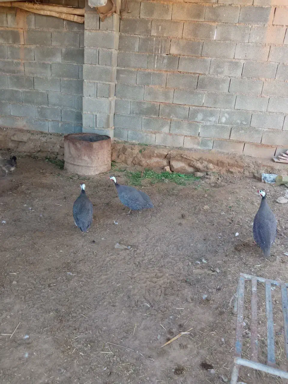 مرغ|حیوانات مزرعه|اهواز, حصیرآباد|دیوار