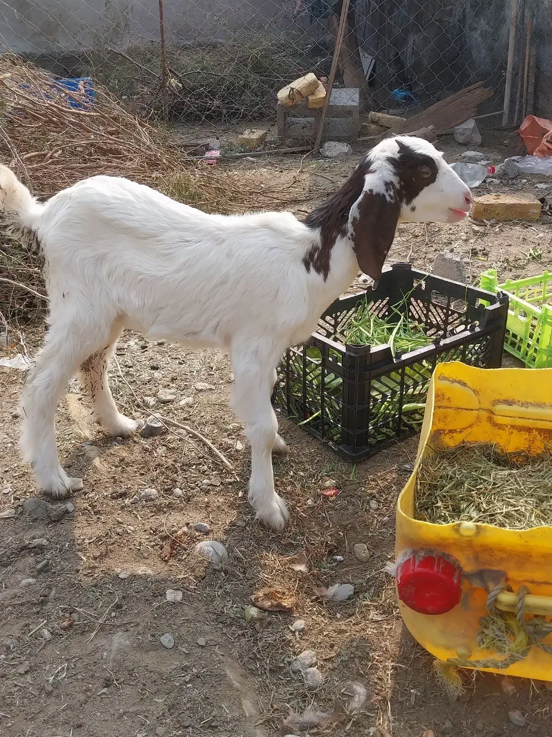 کهره|حیوانات مزرعه|میناب, |دیوار