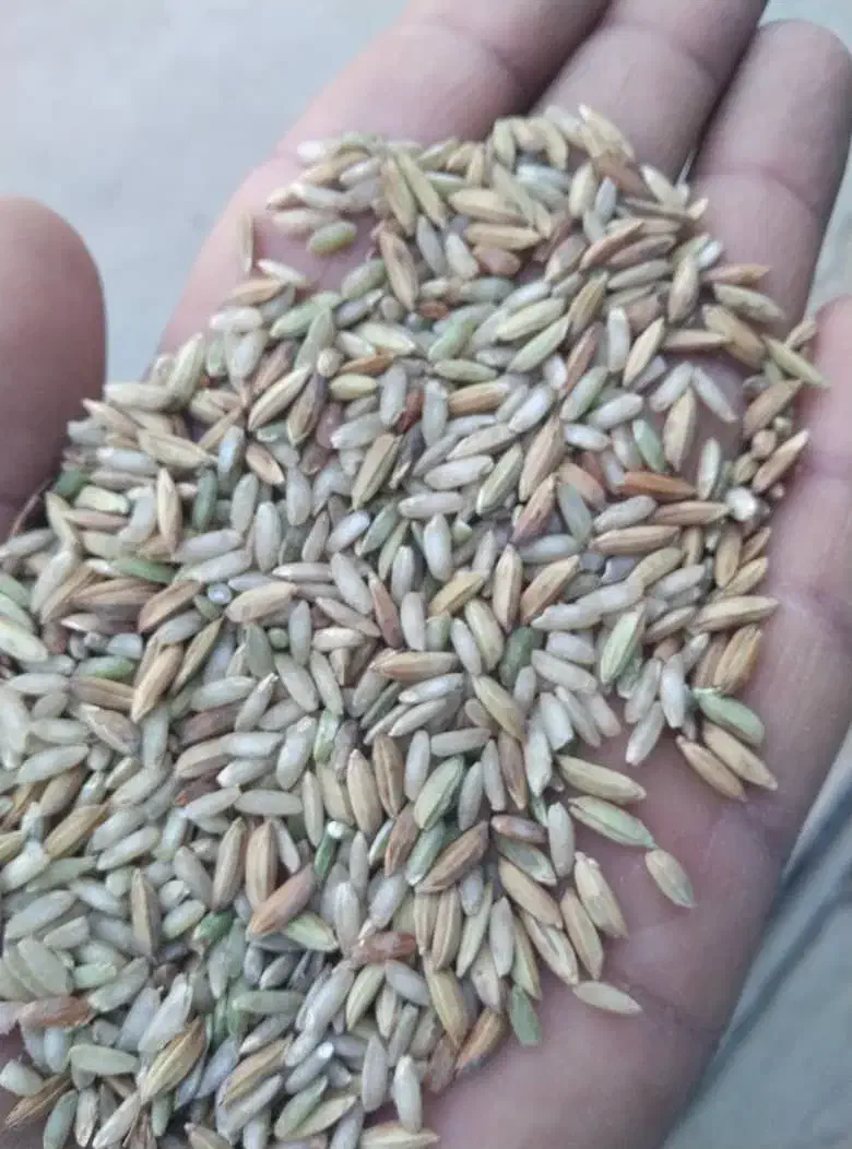 چلتوک عنبربوبرای فروش موجود|عمدهفروشی|شوشتر, |دیوار