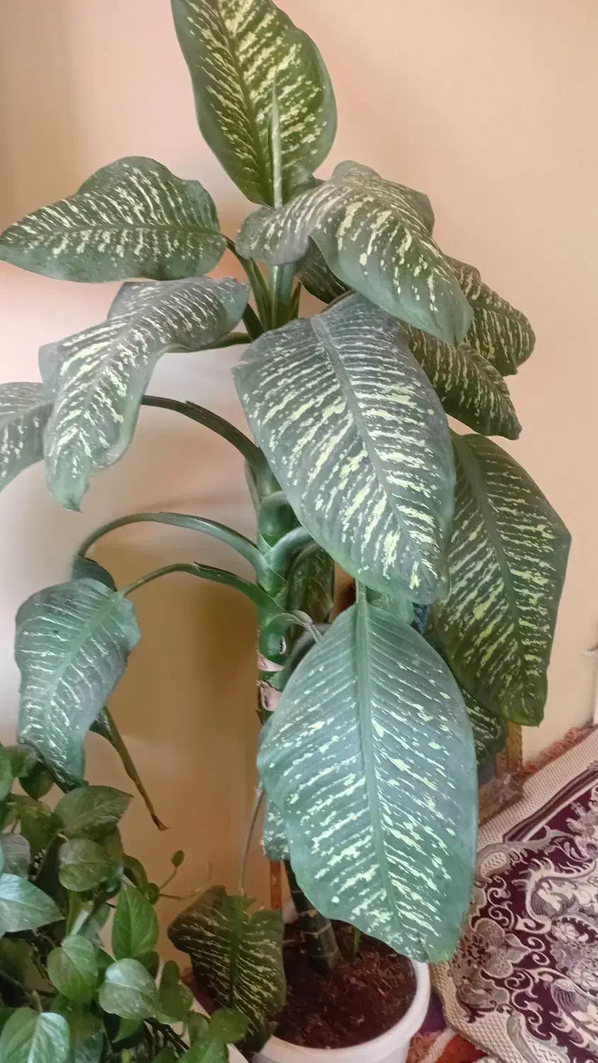 گل دفین باخیا|گل و گیاه طبیعی|ویلکیج, |دیوار