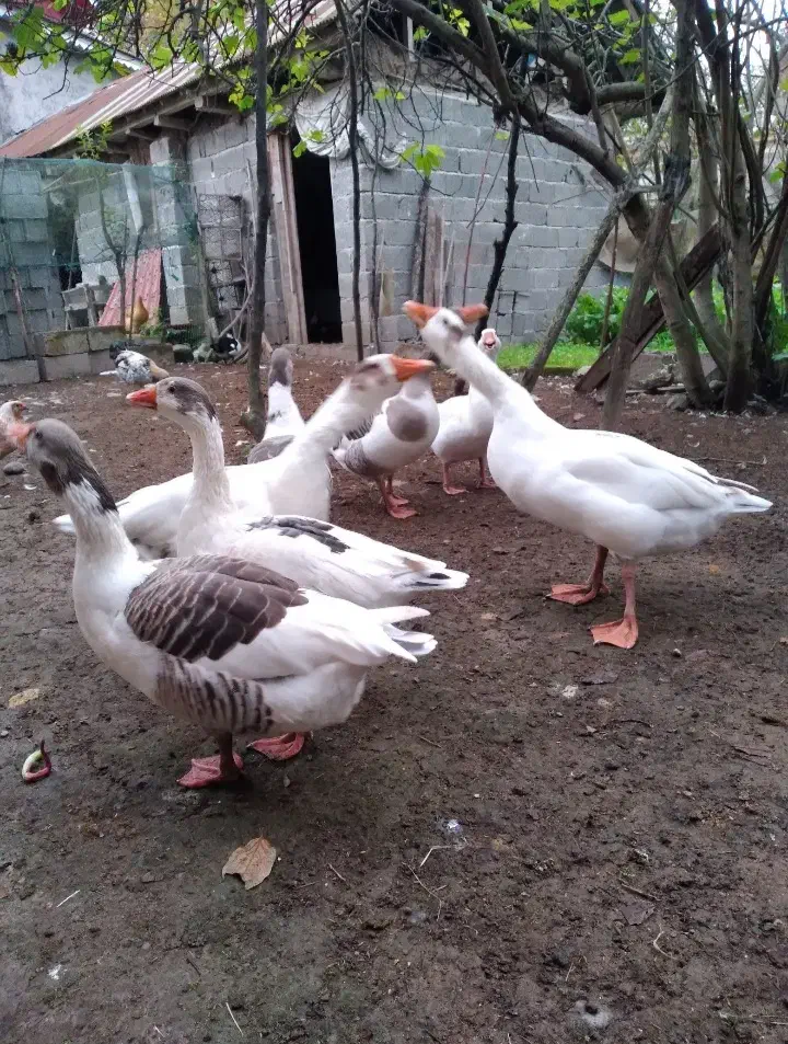 غاز،مرغ و خروس،اردک اسرائیلی|حیوانات مزرعه|سنگر, |دیوار