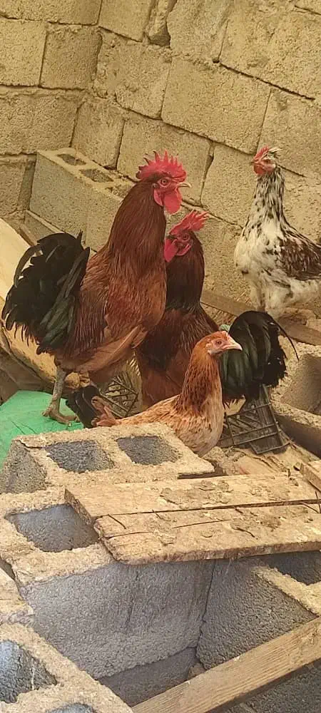 مرغ خروس کبوتر|حیوانات مزرعه|کاکی, |دیوار